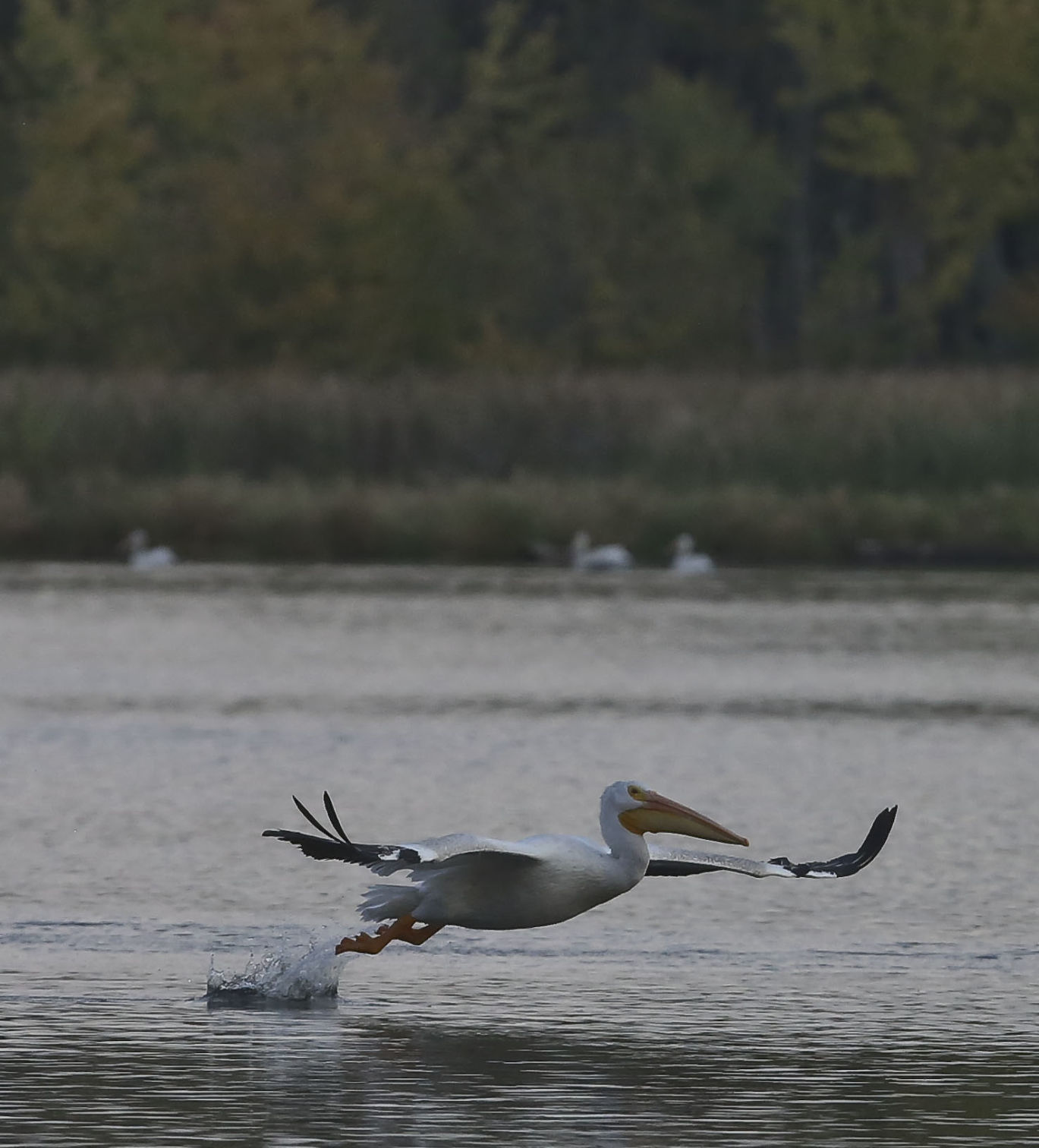 Peilicans 15 10.10.18.JPG